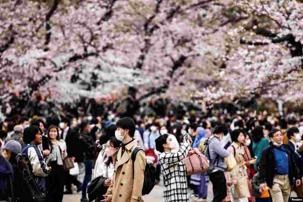 People take photos of cherry trees at Ueno park in Tokyo, Japan.