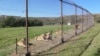 สิงโตที่อยู่ในพื้นที่พิทักษ์สัตว์ LIONSROCK Big Cat Sanctuary