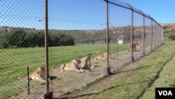 สิงโตที่อยู่ในพื้นที่พิทักษ์สัตว์ LIONSROCK Big Cat Sanctuary