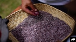 FILE — Mayeli Garcia inspects dried, crushed tiny female insects known as Dactylopius coccus at the family's cochineal farm in San Francisco Tepeyacac, east of Mexico City, Aug. 24, 2023.