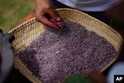Mayeli Garcia inspects dried, crushed tiny female insects known as Dactylopius coccus, at the family's cochineal farm in San Francisco Tepeyacac, east of Mexico City, Aug. 24, 2023.