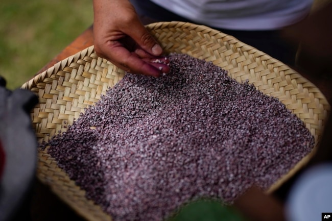 Mayeli Garcia inspects dried, crushed tiny female insects known as Dactylopius coccus, at the family's cochineal farm in San Francisco Tepeyacac, east of Mexico City, Aug. 24, 2023.