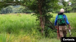 La deforestación y la actividad humana representan las amenazas más importantes para la supervivencia de los monos tití. Colombia está perdiendo su selva tropical a un ritmo dramático debido al desarrollo y a la agricultura, de acuerdo a estudios divulgados en la revista National Geographic.