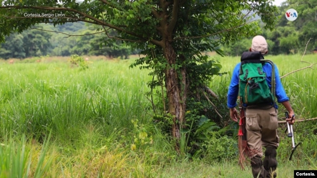 La deforestación y la actividad humana representan las amenazas más importantes para la supervivencia de los monos tití. Colombia está perdiendo su selva tropical a un ritmo dramático debido al desarrollo y a la agricultura, de acuerdo a estudios divulgados en la revista National Geographic.