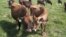 Nature | Dairy Farm