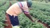 Farmer in Zimbabwe