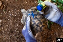 Cleopatra, a volunteer vet, uses a blue marker to draw an "X" on a healthy turtle to confirm that it is in good condition for release, in Kalyvia Thorikou, Greece, Sept. 29, 2023.