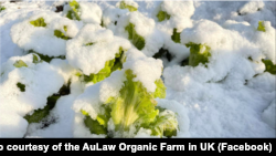 降雪後的蔬菜在菜田中。(圖片來源：歐羅有機農場英國分部臉書網站)