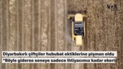 Diyarbakırlı çiftçiler hububat ektikleri için pişman 