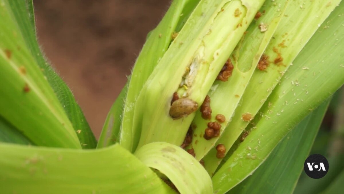 Malawi Testing Genetically Modified Maize to Fight Hunger, Agricultural Pests