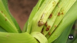 Malawi Testing Genetically Modified Maize to Fight Hunger, Agricultural Pests