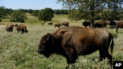 FILE - A herd of bison grazes in northeastern Oklahoma, Sept. 27, 2022. The Zoonomia Project compared the genetic blueprints of an array of animals, including this species.