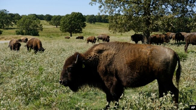 FILE - A herd of bison grazes in northeastern Oklahoma, Sept. 27, 2022. The Zoonomia Project compared the genetic blueprints of an array of animals, including this species.