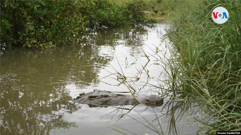 Los cocodrilos son &quot;territoriales&quot;, explicó a la VOA un guía turístico del Río Tárcoles. Generalmente se mantienen en la misma zona. Algunos permanecen mucho tiempo ocultos.