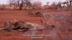 VOA Spotlights Kenya’s Food Crisis