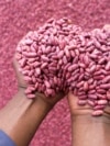 Farmers sort out climate-smart beans in Machakos, Kenya, March 18, 2024. From ancient fertilizer methods in Zimbabwe to new greenhouse technology in Somalia, farmers are looking both to the past and future to respond to climate change.