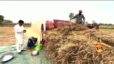 بار دانہ موبائل ایپ پررجسٹریشن: پنجاب کے کسانوں کے مسائل