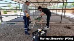 Diyarbakır’daki merkezde bulunan köpeklerden tedavi ihtiyacı olanlar her gün düzenli olarak kontrol ediliyor. 