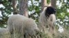 FILE - Beberapa domba Norfolk Horn dilepasliarkan di Hampstead Heath, London, 27 Agustus 2019. (Kirsty O'Connor/PA via AP)