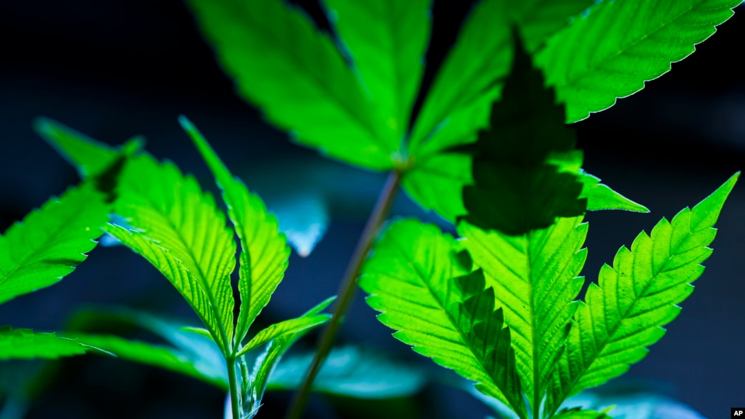 Carnegie Üniversitesi’nin Ulusal Uyuşturucu Kullanımı ve Sağlık Anketi'ne dayanan araştırmasına göre, ABD’de her gün marihuana kullananların sayısı, her gün alkollü içki tüketenlerin sayısını geride bıraktı. 