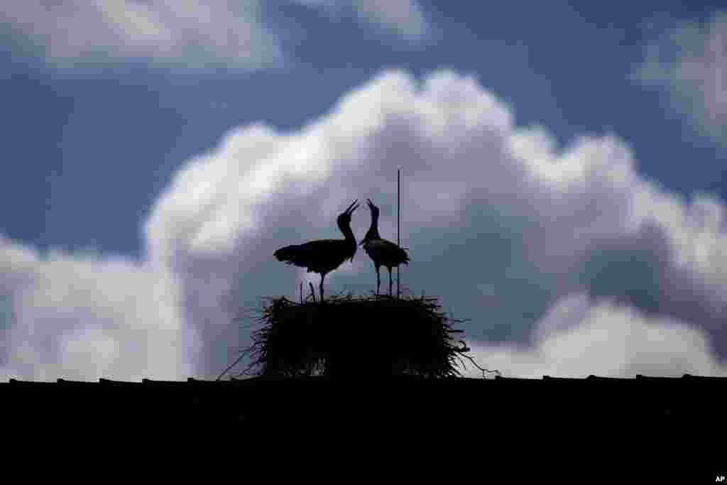 Two storks sit in their nest in Herzogenaurach, Germany.