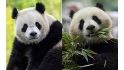 Panda raksasa jantan Bao Li, di habitatnya di Pangkalan Shenshuping di Wolong, China (kiri), dan panda raksasa betina Qing Bao di habitatnya di Pangkalan Dujiangyan di Sichuan, China. Keduanya akan dikirim ke kebun binatang nasional di Washington, DC akhir tahun ini. 