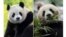 In this combo image, two-year-old male giant panda Bao Li in his habitat at Shenshuping Base in Wolong, China, May 16, 2024, left, and two-year-old female giant panda Qing Bao in her habitat at Dujiangyan Base in Sichuan, China, May 17, 2024, right. 