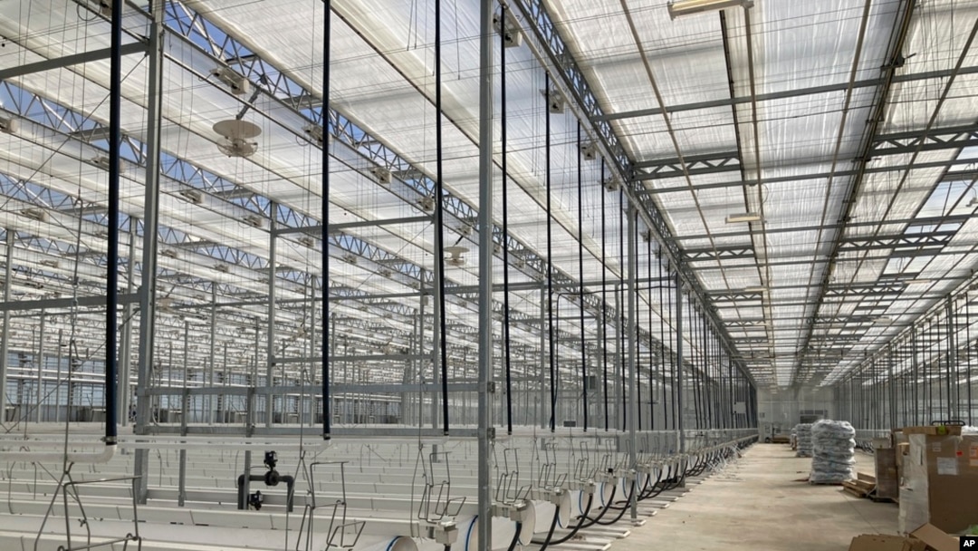 FILE - This photo shows the interior of the first greenhouse of the Mandan, Hidatsa and Arikara Nation's Native Green Grow complex, taken April 3, 2024, near Parshall, ND. 