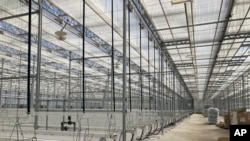 FILE - This photo shows the interior of the first greenhouse of the Mandan, Hidatsa and Arikara Nation's Native Green Grow complex, taken April 3, 2024, near Parshall, ND. 
