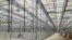 FILE - This photo shows the interior of the first greenhouse of the Mandan, Hidatsa and Arikara Nation's Native Green Grow complex, taken April 3, 2024, near Parshall, ND. 