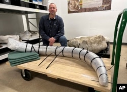 FILE - North Dakota Geologic Survey Paleontologist Jeff Person sits behind a 2-meter mammoth tusk on Dec. 19, 2023, at the Geologic Survey office in Bismarck, N.D.