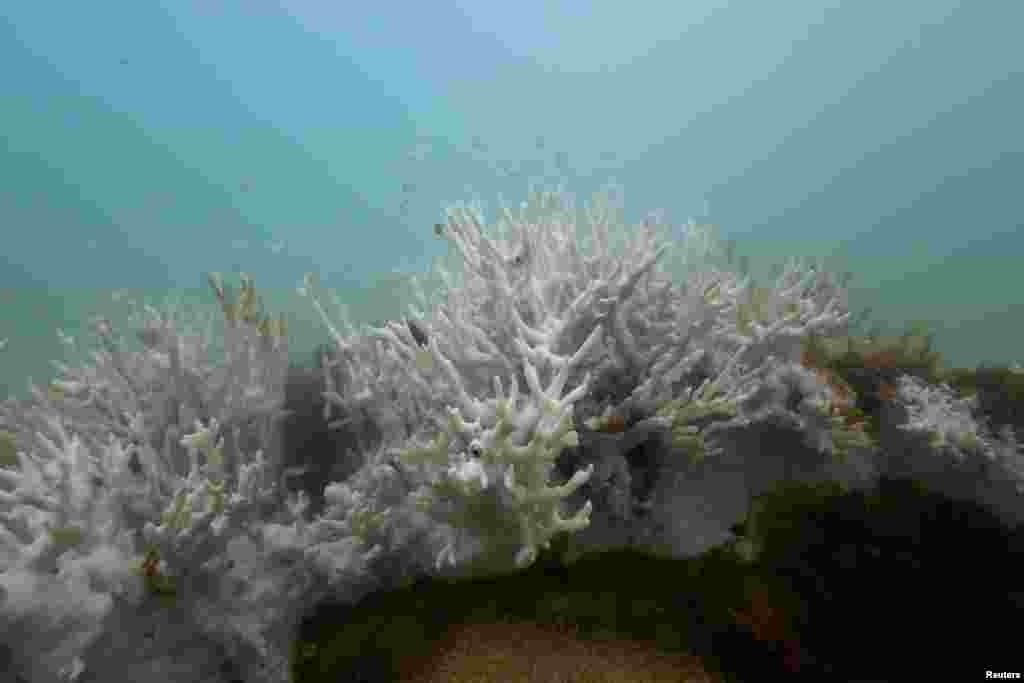 Lapisan karang yang memutih terlihat di terumbu karang di Costa dos Corais di Japaratinga di negara bagian Alagoas, Brazil. Brasil bersiap menghadapi peristiwa pemutihan karang terburuk yang pernah terjadi karena hangatnya air yang merusak terumbu di negara tersebut. (Reuters)&nbsp;