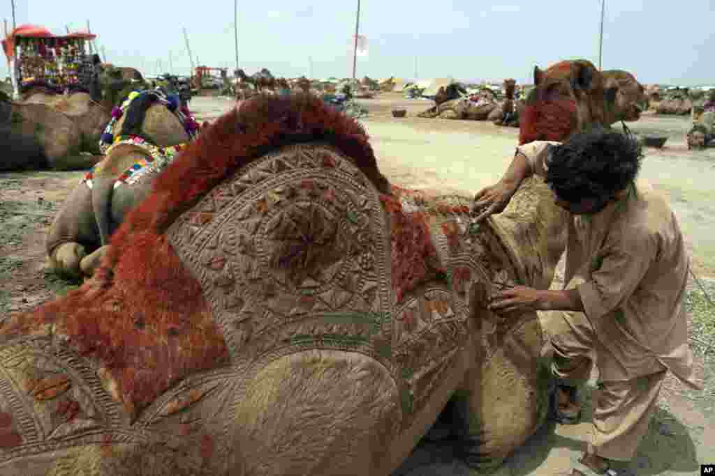 A Pakistani vendor makes a design on a camel to attract customers at a cattle market set up for the upcoming Muslim holiday of Eid al-Adha, in Karachi, Pakistan.