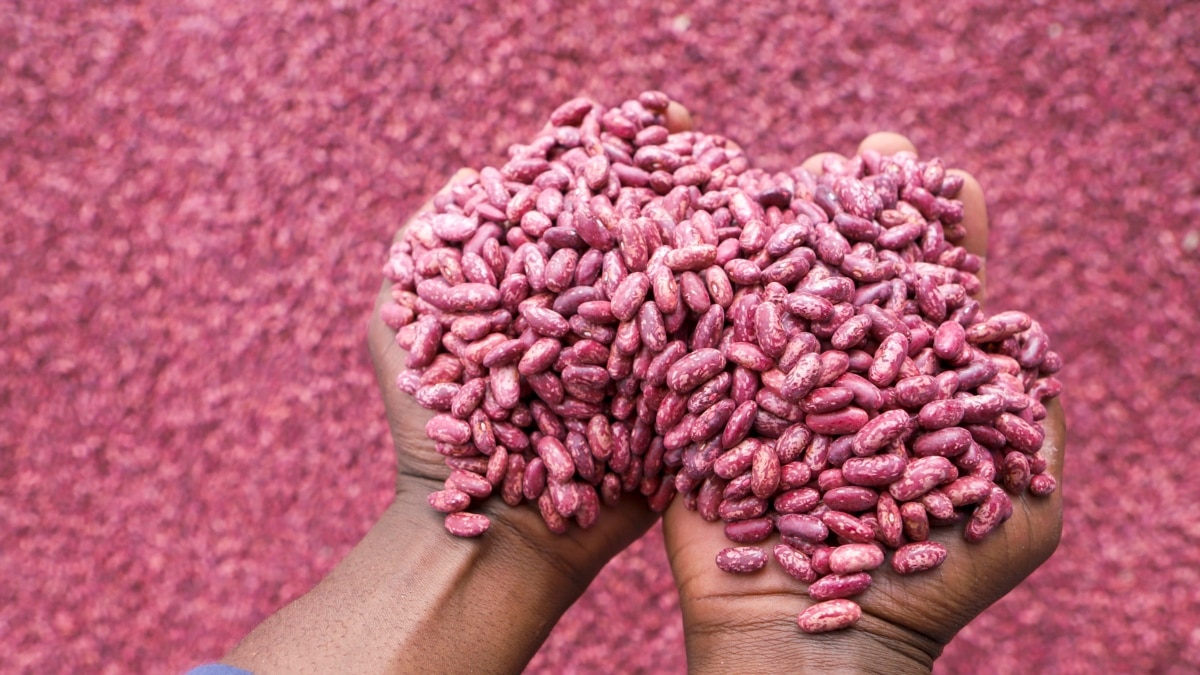 African Farmers Look to The Past, Future to Address Climate Change - Vimarsana News