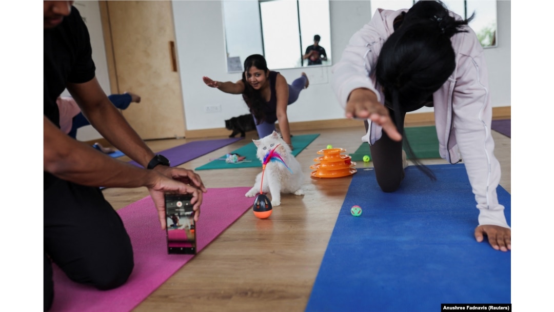 Peserta melakukan yoga saat anak kucing bermain di sekitar mereka dalam sesi yoga di sebuah studio di New Delhi, India, 6 Agustus 2023. (Foto: REUTERS/Anushree Fadnavis)