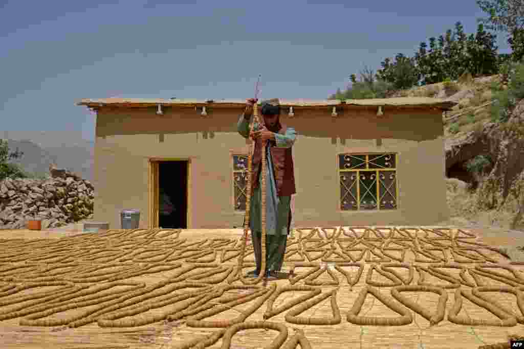 An Afghan farmer dries figs at a house in the Shah Wali Kot district of Kandahar Province.