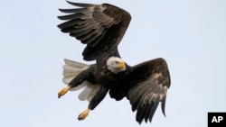 FILE - A bald eagle flies at Loess Bluffs National Wildlife Refuge, Dec. 24, 2021, in Mound City, Mo.