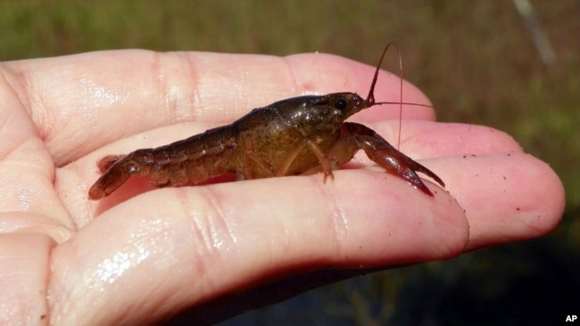 FILE - This undated image released by the US Fish and Wildlife Service shows a small lobster-shaped Panama City crayfish.