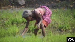An elderly tribal woman cultivates a paddy field in a village in Jharkhand.  Even at this age, the responsibility of providing for their family rests on their shoulders.  (Arti Munda for VOA)
