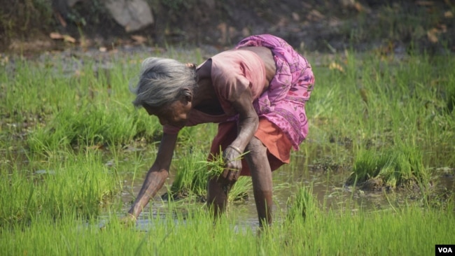An elderly tribal woman farms in a paddy field in a Jharkhand village. Even at this age, the onus to look after her family falls on her shoulders. (Arti Munda for VOA)