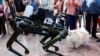 A dog named Lucy, 4, smells a police robot dog aimed at helping enforce traffic laws for E-scooters, during its presentation to the media, in Malaga, southern Spain, March 19, 2024. 