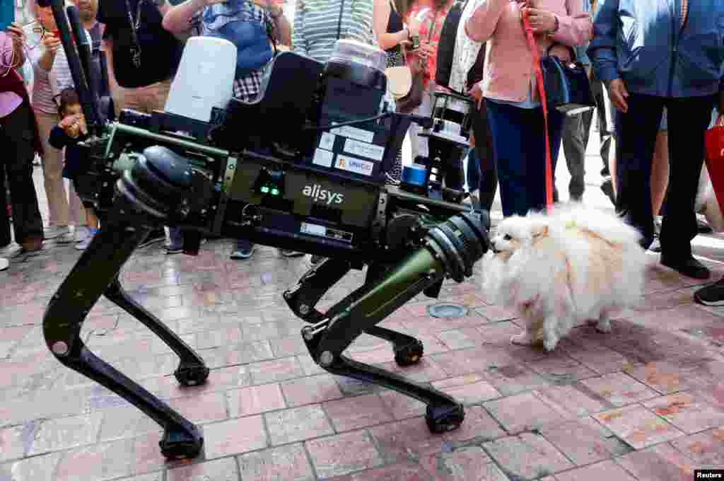 A dog named Lucy, 4, smells a police robot dog aimed at helping enforce traffic laws for E-scooters, during its presentation to the media, in Malaga, southern Spain.