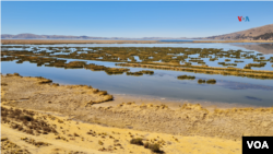 Lago Titicaca: Así se veía el lago en junio pasado. Aunque los niveles habían bajado, todavía los totorales estaban verdes.