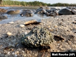 Horseshoe Crab Blood Harvest