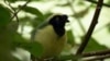 Carriquí de montaña (Cyanocorax yncas), una de las aves preferidas por los traficantes por sus colores excéntricos.