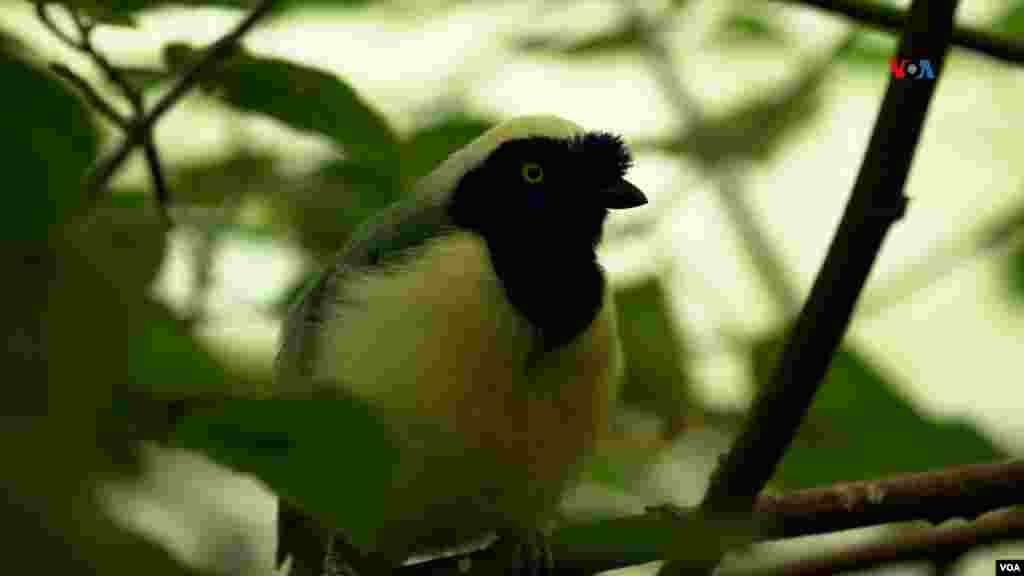 Carriquí de montaña (Cyanocorax yncas), una de las aves preferidas por los traficantes por sus llamativos colores.