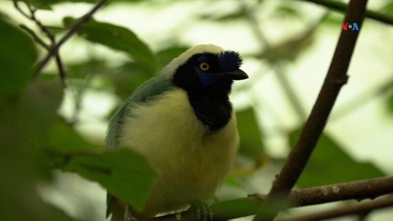 Santuario en Colombia da una segunda oportunidad a animales víctimas del tráfico de especies