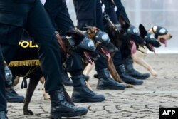 Anjing-anjing kepolisian ikut serta meramaikan parade memperingati HUT ke-78 Bhayangkara di Jakarta, 1 Juli 2024. (Bay ISMOYO / AFP)