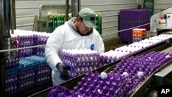 FILE - A worker moves crates of eggs at the Sunrise Farms processing plant in Petaluma, Calif., on Jan. 11, 2024.