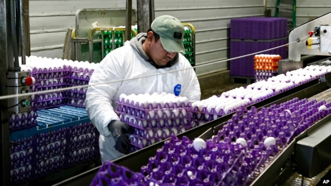 FILE - A worker moves crates of eggs at the Sunrise Farms processing plant in Petaluma, Calif., on Jan. 11, 2024.